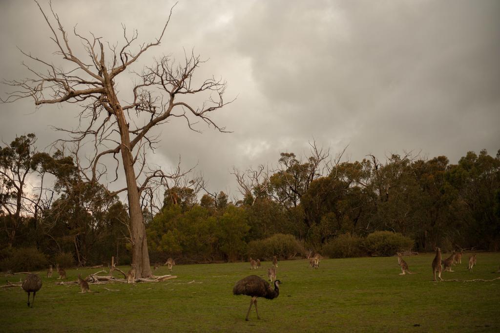 Boroka Downs Villa Halls Gap Kültér fotó