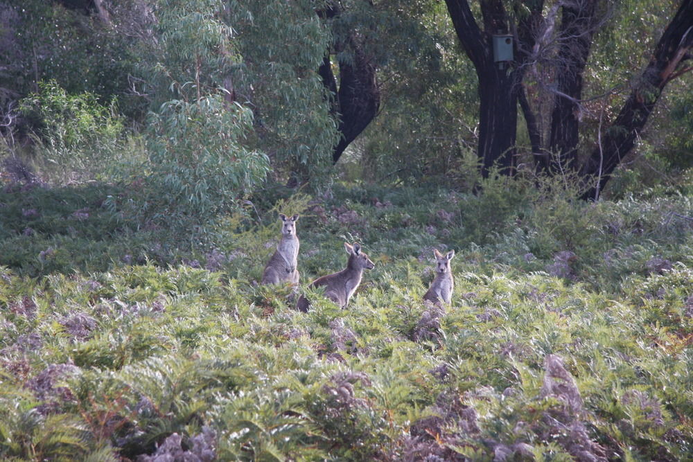 Boroka Downs Villa Halls Gap Kültér fotó